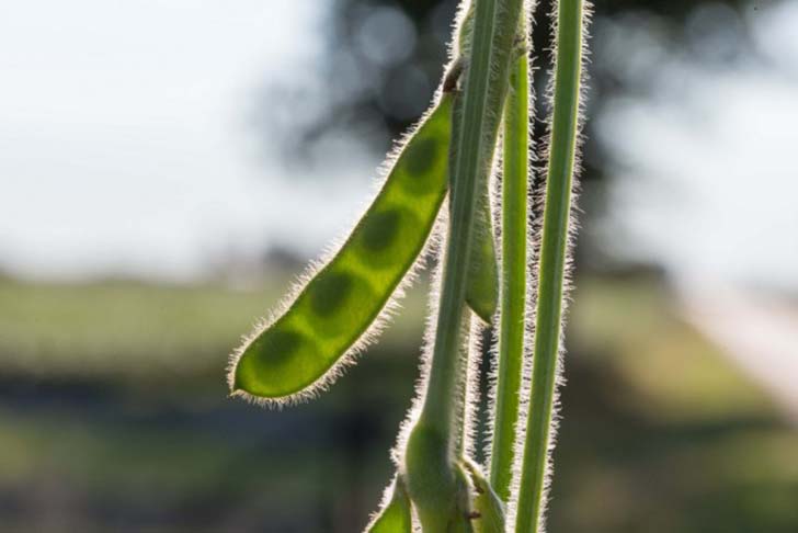 10-vegetables-that-are-actually-bad-for-your-diet-5.jpg