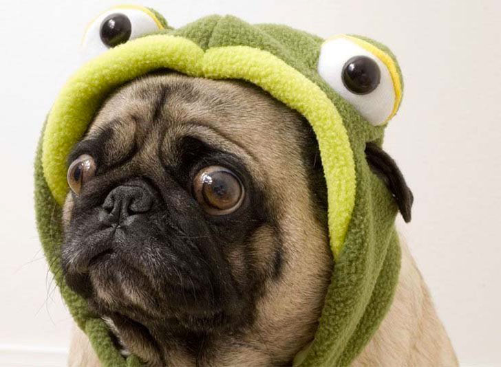 i-bet-you-dont-know-these-10-human-foods-could-kill-your-dog-1.jpg