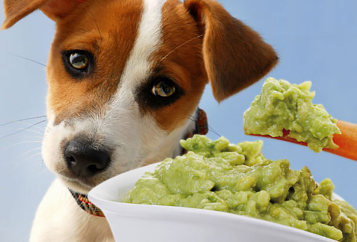 i-bet-you-dont-know-these-10-human-foods-could-kill-your-dog-10.jpg