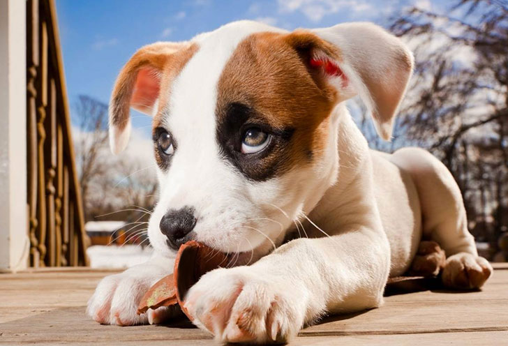 i-bet-you-dont-know-these-10-human-foods-could-kill-your-dog-11.jpg
