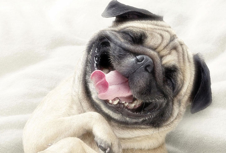 i-bet-you-dont-know-these-10-human-foods-could-kill-your-dog-12.jpg