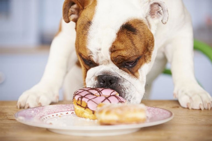 i-bet-you-dont-know-these-10-human-foods-could-kill-your-dog-2.jpg