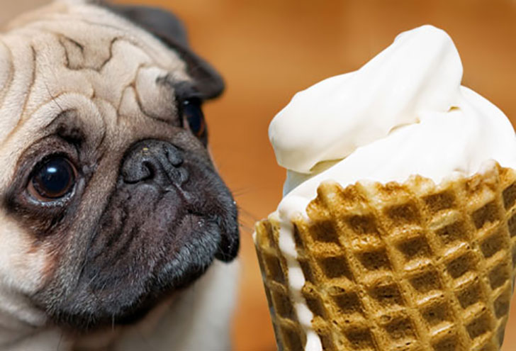 i-bet-you-dont-know-these-10-human-foods-could-kill-your-dog-3.jpg