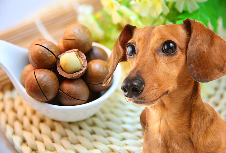 i-bet-you-dont-know-these-10-human-foods-could-kill-your-dog-4.jpg