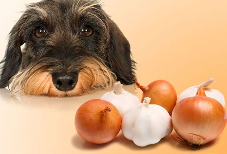 i-bet-you-dont-know-these-10-human-foods-could-kill-your-dog-5.jpg