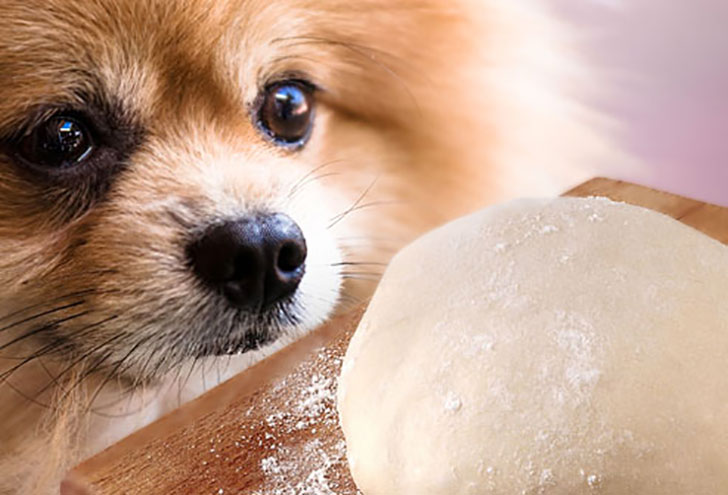 i-bet-you-dont-know-these-10-human-foods-could-kill-your-dog-6.jpg