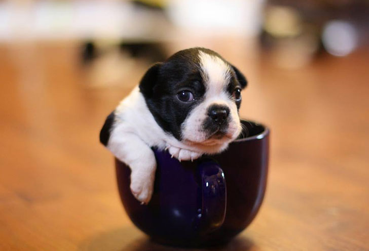 i-bet-you-dont-know-these-10-human-foods-could-kill-your-dog-7.jpg