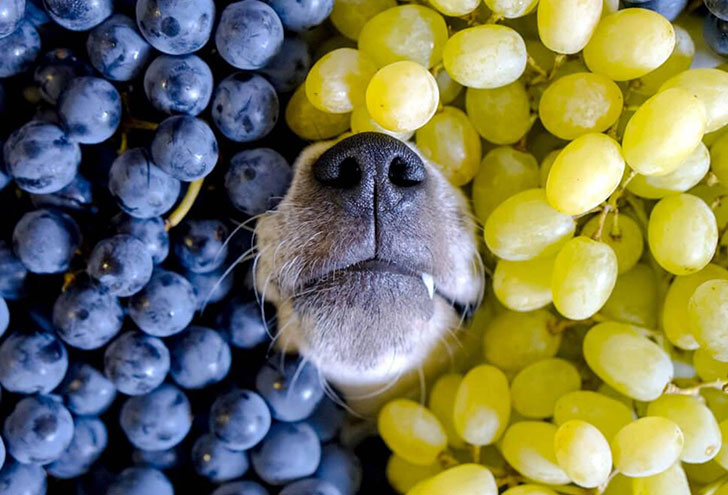 i-bet-you-dont-know-these-10-human-foods-could-kill-your-dog-8.jpg