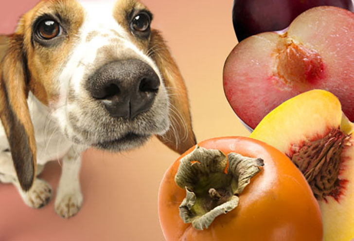 i-bet-you-dont-know-these-10-human-foods-could-kill-your-dog-9.jpg